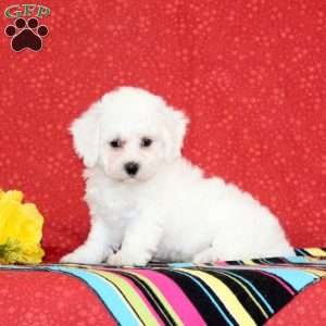 Catfish, Bichon Frise Puppy